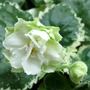 Фиалка Cool Mint
