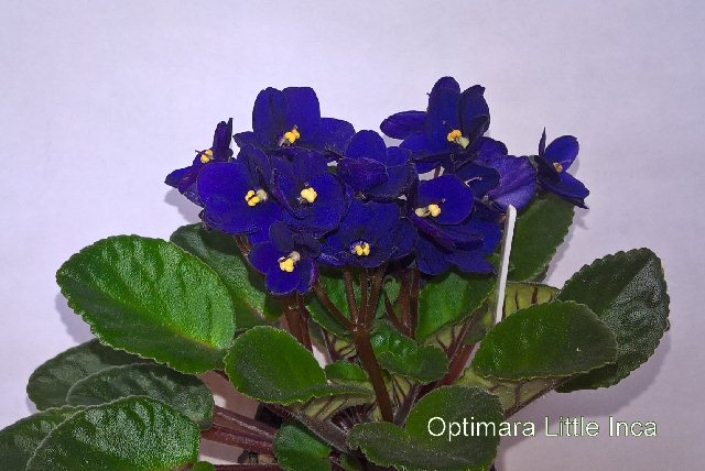  Optimara Little Inca 