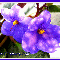 Фиалка Ness' Blueberry Puff
