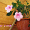 Ахименес Peach Blossom