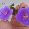 Ахименес Tetra Himalayan Purple