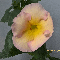  Yellow English Rose