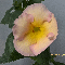Ахименес Yellow English Rose