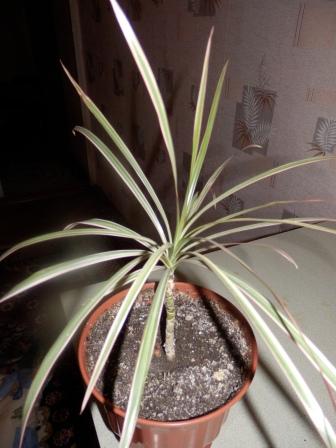    (Dracaena marginata) 