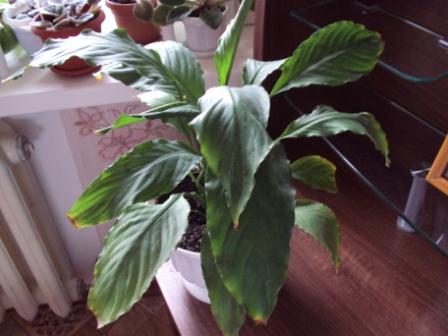   Spathiphyllum 