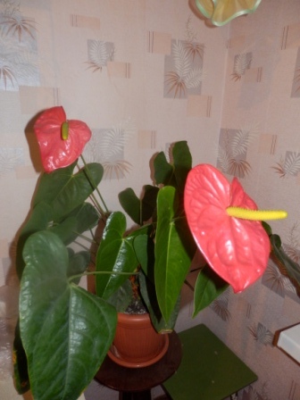  Anthurium ARIZONA 