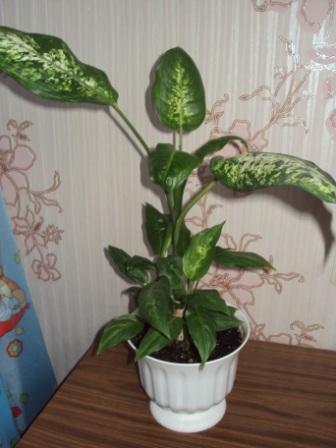   (Dieffenbachia) 