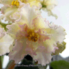 Фиалка Sunkissed Rose