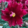 Фиалка Tropic Heat