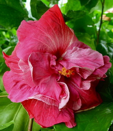   Tahitian Pink Hat 