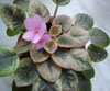 Фиалка Rob’s Pink Buttercups
