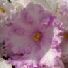 Фиалка Pink Chablis