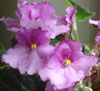 Фиалка Wild Irish Rose
