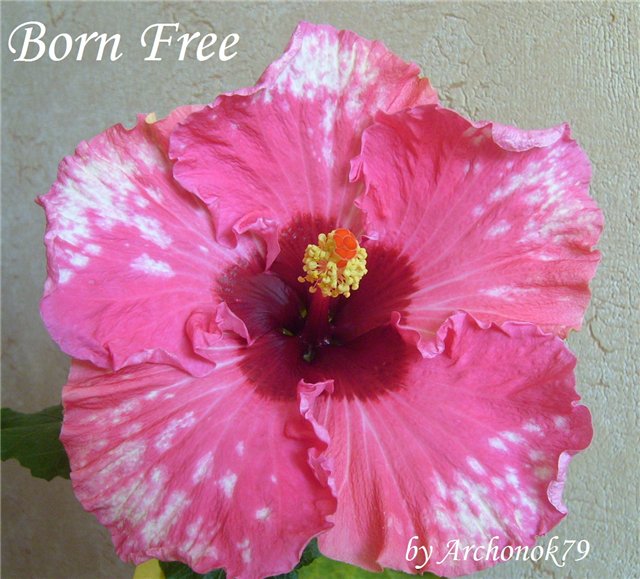  Born Free 