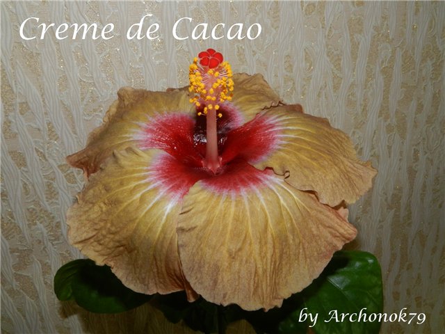  Creme de Cacao 