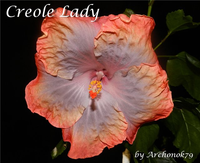  Creole Lady 