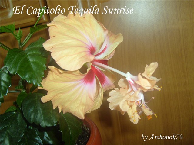  El Capitolio Tequila Sunrise 