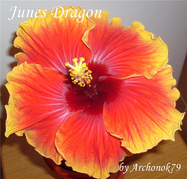  June's Dragon 