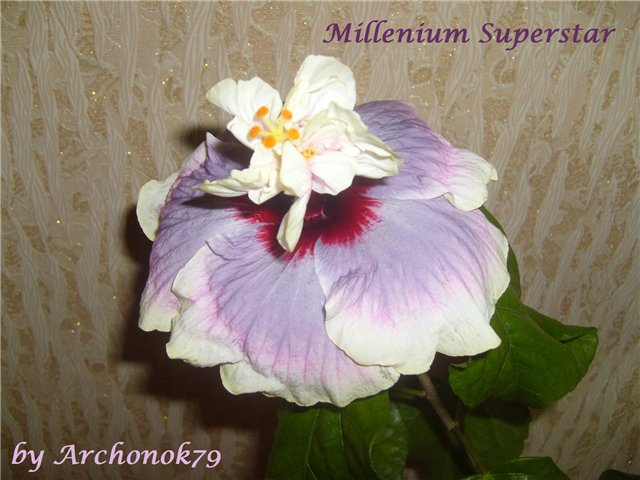  Millenium Superstar 