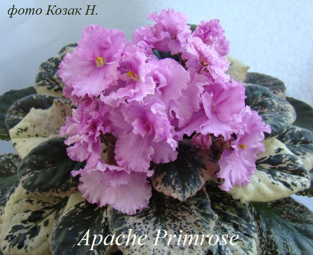  Apache Primrose 