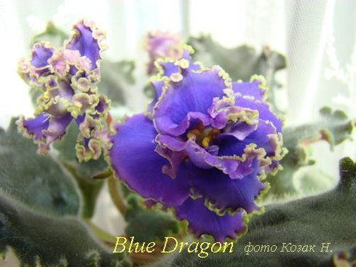  Blue Dragon 
