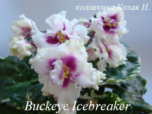  Buckeye Icebreaker 
