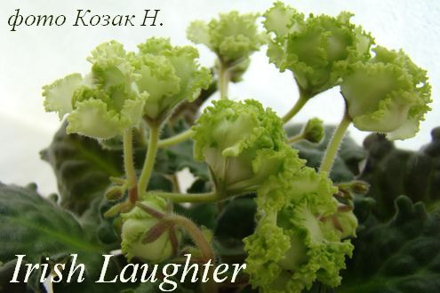  Irish Laughter 