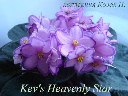  Kev's Heavenly Star 