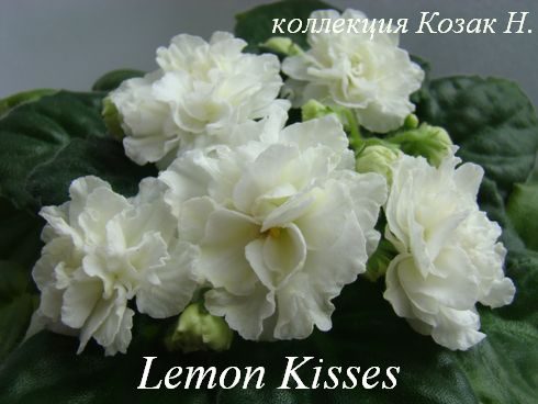  Lemon Kisses 