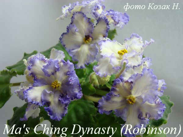  Ma's Ching Dynasty 