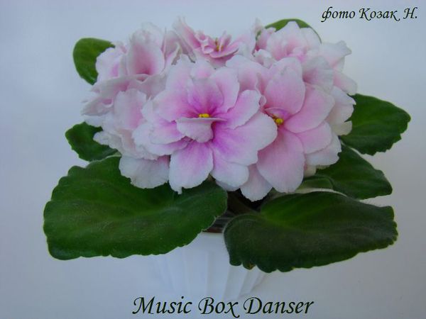  Music Box Danser 