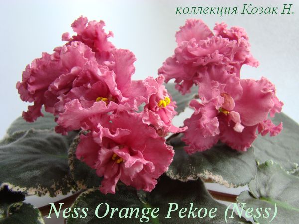  Ness' Orange Pekoe 