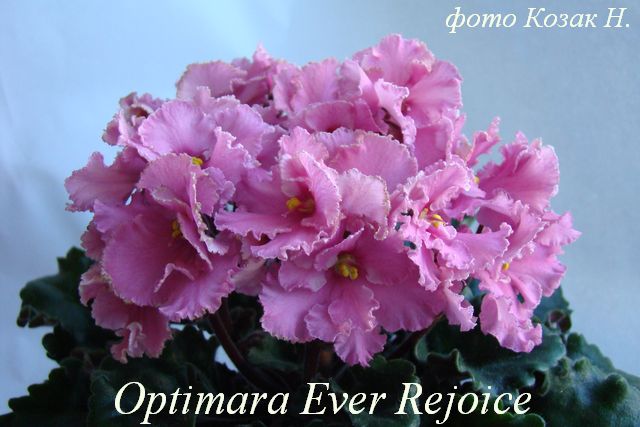  Optimara Ever Rejoice 