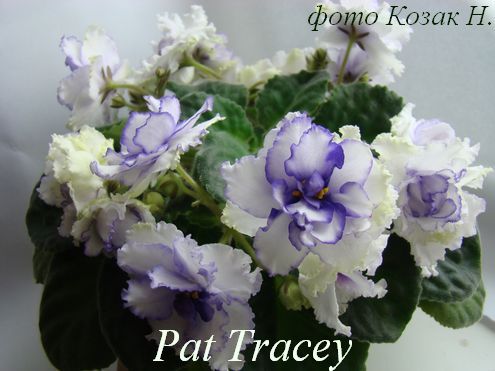  Pat Tracay 