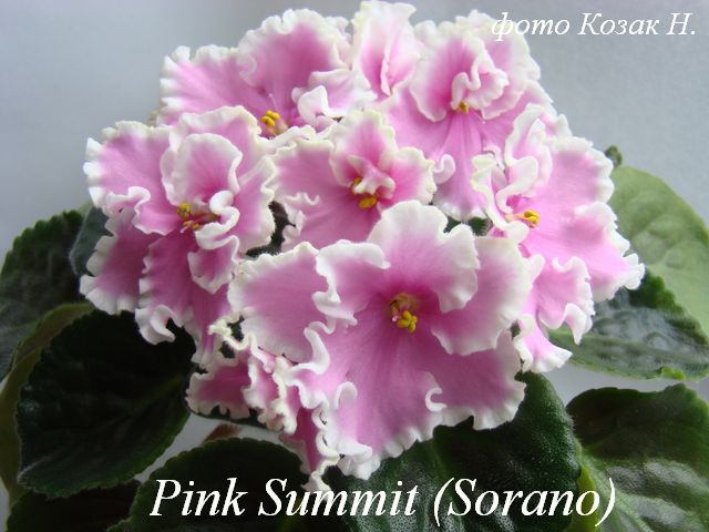  Pink Summit 
