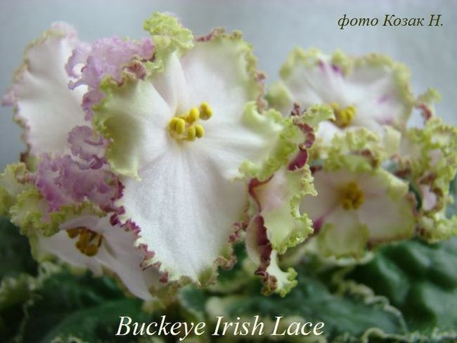  Buckeye Irish Lace 
