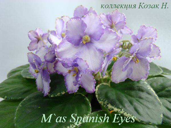  M`as Spanish Eyes 