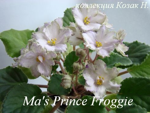  Ma's Prince Froggie 