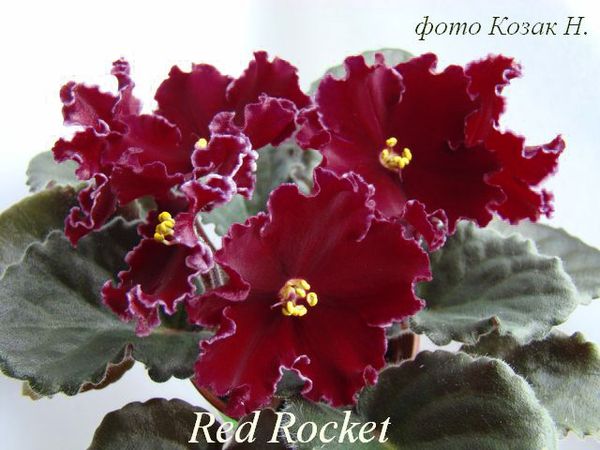  Red Rocket 