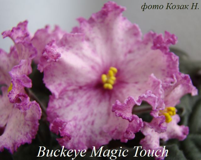  Buckeye Magic Touch 