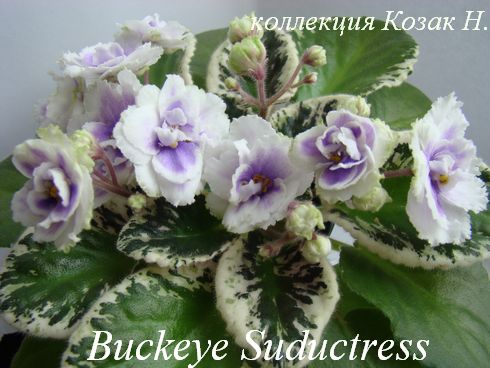  Buckeye Suductress 