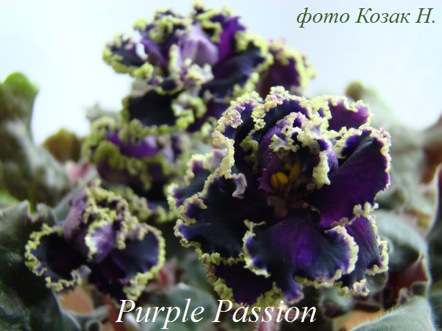  Purple Passion 