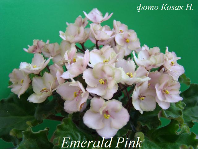  Emerald Pink 