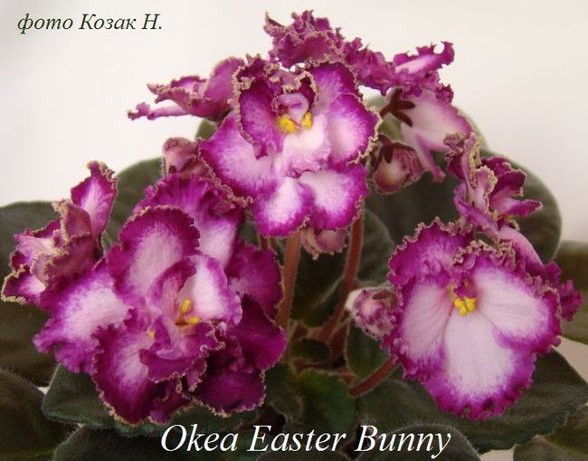  Okea Easter Bunny 