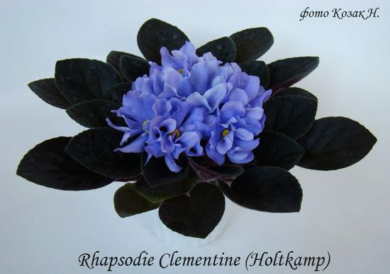  Rhapsodie Clementine 