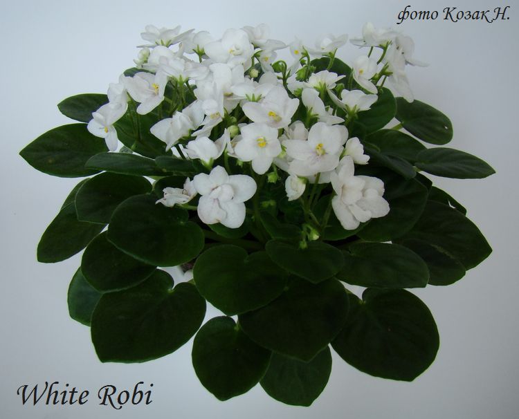  White Robi 