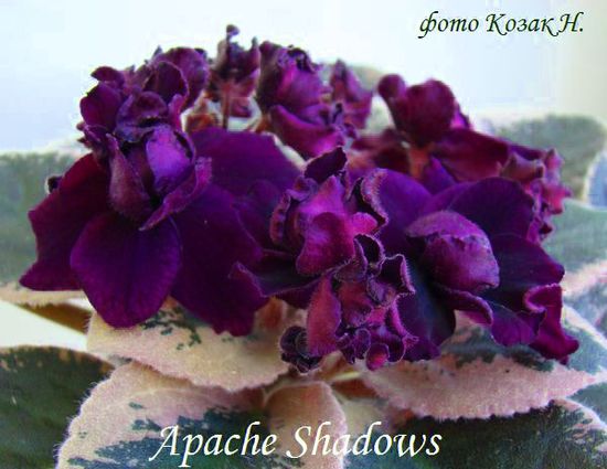  Apache Shadows 