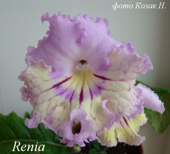  Renia 