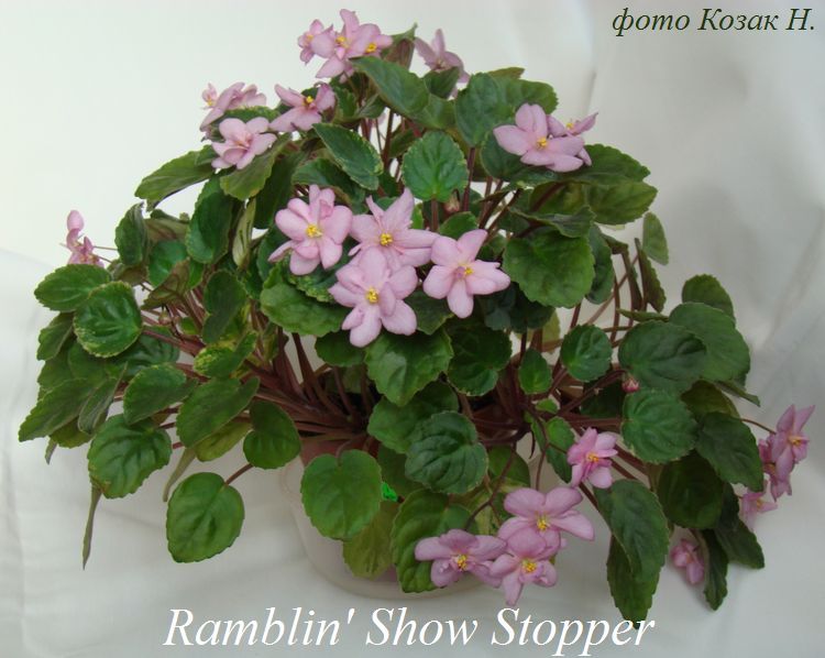  Ramblin' Snow Stopper 