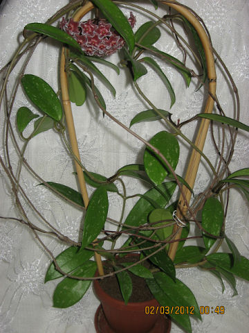  Hoya pubicalyx silver pink 